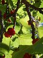 Mulberry tree IMGP1083